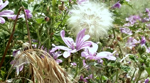 Mountain flowers Stock Footage 51364582