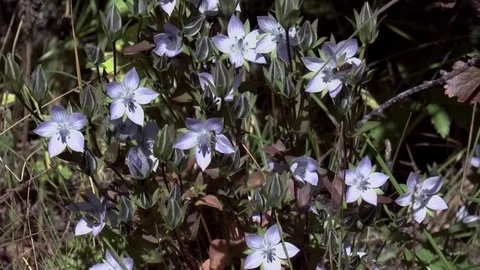 Mountain flowers Stock Footage 73115719