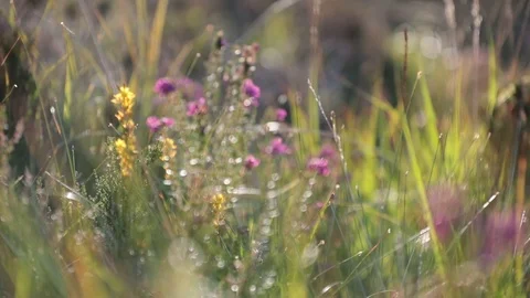Mountain Flowers Video stock 90862737