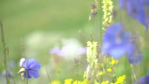 Mountain flowers Видео 94585283