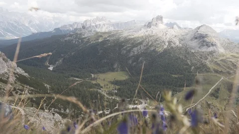 Mountain flowers Stock Footage 122249429