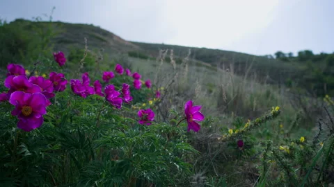 Mountain flowers Stock Footage 221253781