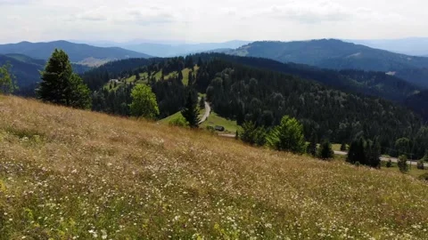 Mountain flowers 스톡 동영상 228732312