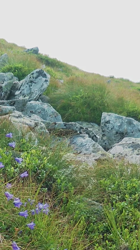 Mountain flowers. Stock Footage 346227790