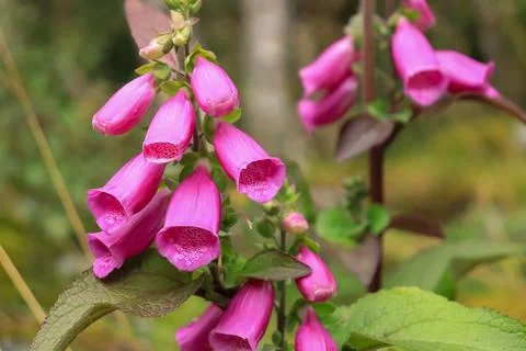 Mountain flowers in the forest Stock Photos
