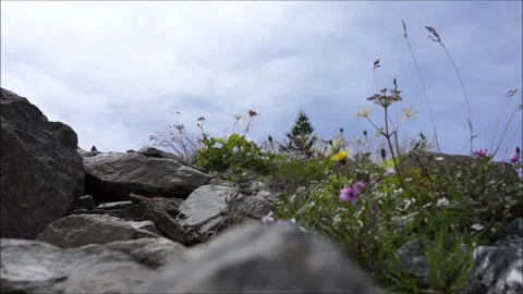 Mountain flowers moved by the wind at high altitude Stock Footage 296184804