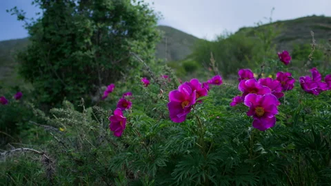 Mountain flowers, panorama Stock Footage 221257151