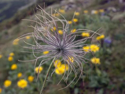 Mountain flowers Stock Photos