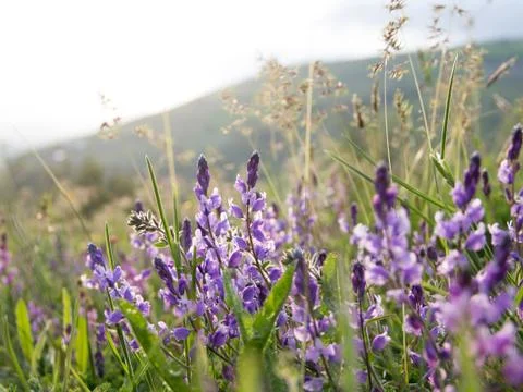 Mountain flowers Stock Photos