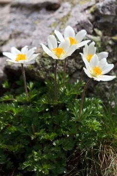 Mountain flowers Stock Photos