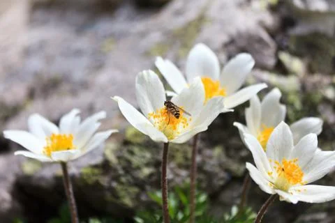 Mountain flowers Stock Photos