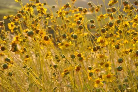 Mountain flowers Stock Photos