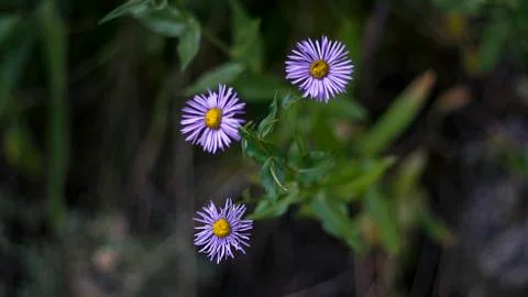 Mountain flowers Stock Photos