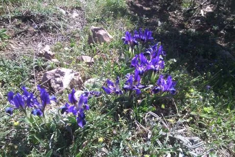Mountain flowers Stock Photos