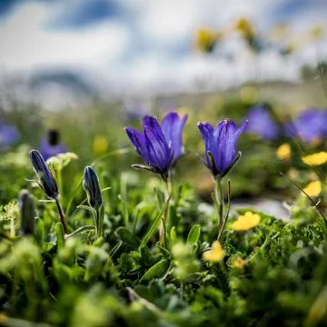 Mountain flowers Stock Photos