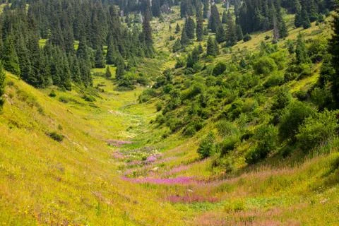 Mountain flowers Stock Photos