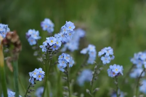 Mountain flowers Stock Photos