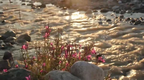Mountain flowers by the river Stock Footage 41465364