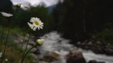 Mountain flowers as the river runs at the background Stock Footage 95931291