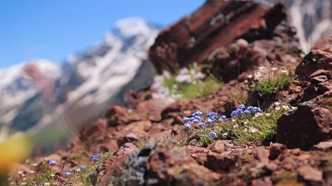 Mountain flowers on the rocks Stock Footage 79153905