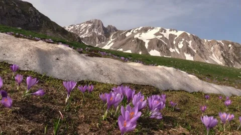 Mountain flowers in the snow in Spring Stock Footage