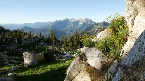 Mountain flowers yellow wide Stock Footage 103566526
