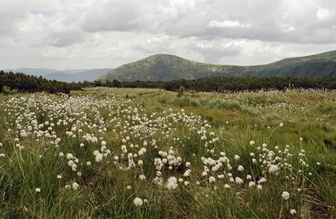 Mountain fluff flowers Stock Photos