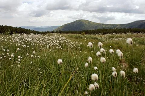 Mountain fluff flowers Stock Photos