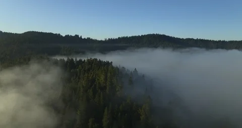 Mountain Fog Forest 库存影片 115231810
