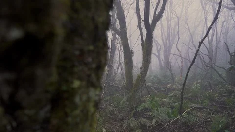 Mountain Fog Through the Trees in the Forest in Fall Stock Footage 96720345