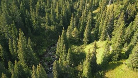 Mountain forest 02 Stock Footage 251144854