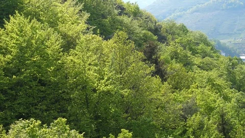 Mountain Forest 4K Stock Footage 75179725