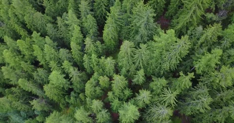 Mountain Forest in 4k 動画素材 79547215