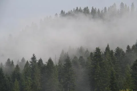Mountain forest after rain, in the clouds Stock Photos