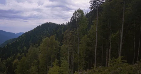 Mountain forest in the afternoon Stock Footage 128707768