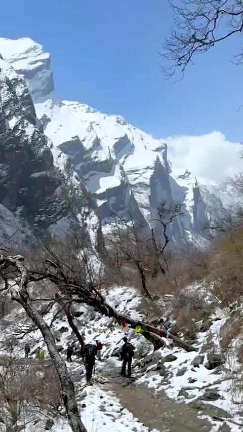 Mountain Forest, Alpine Valley, Evergreen Trees, Snowy Peaks, Scenic Nature.. Vídeos de archivo 337448738