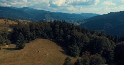 Mountain forest and meadow in summer Stock Footage 67462950