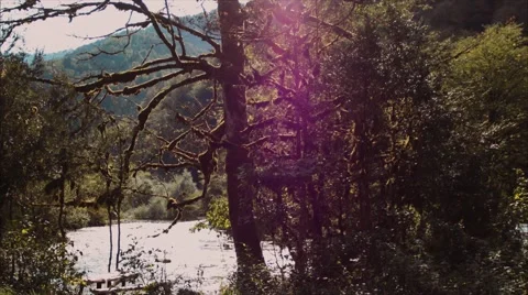 Mountain forest and river Stock Footage 68018511