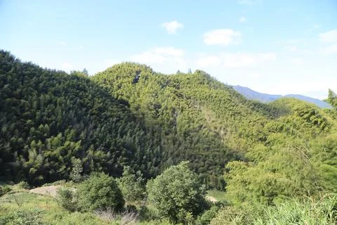 The mountain forest on both sides, with green trees growing in it and a blu.. Stock Photos