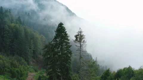 Mountain forest in clouds Stock Footage 208926040