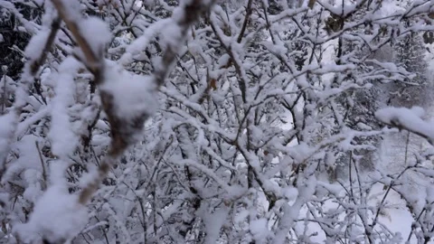 Mountain forest is completely covered with snow. Video stock 147320609