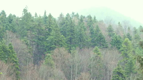 Mountain forest coniferous landscape and rain Vidéo 191040036
