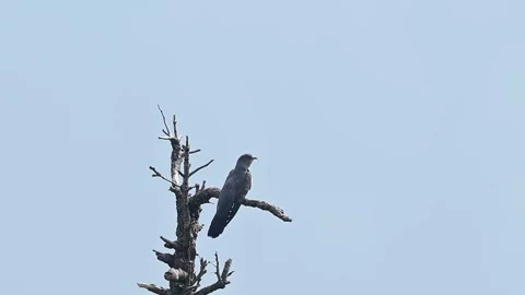Mountain Forest Cuckoo Perched Beneath Open Sky Stock Footage 337445230