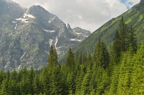 Mountain forest with dense evergreen trees covering slope. highland ridge r.. Stock Photos