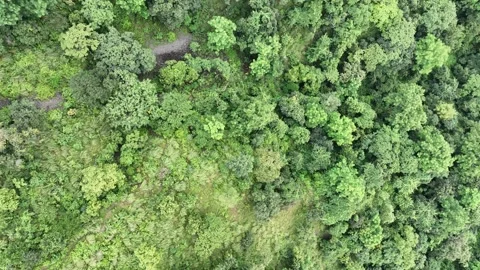 Mountain Forest Drone View Stock Footage 214507319