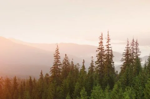 Mountain forest in evening sunset Stock Photos