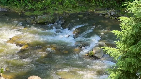 Mountain forest fast river with clear water flows down. Mountain stream among Stock Footage 245450649