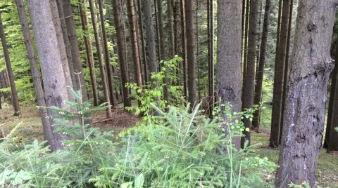 Mountain forest fir trees in the wind Stock Footage 63100696
