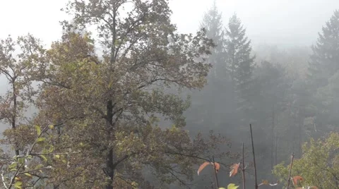 Mountain Forest fog 1.mp4 動画素材 42844969