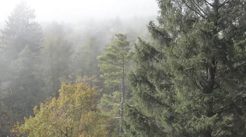 Mountain forest fog 2 動画素材 42844648